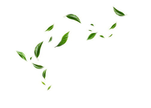 Flying green leaves on transparent background. Fresh spring foliage. Environment and ecology backdrop