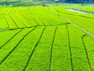 Aerial view of green terraced rice fields in Sepakung, Semarang, Indonesia.
