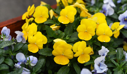 Obraz premium Bright pansies close-up. Macro. Spring