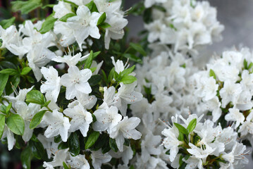 Spring. Beautiful white flowers. Floral background