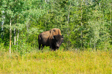 Wood Bison in Wood Bison National Park, Canada