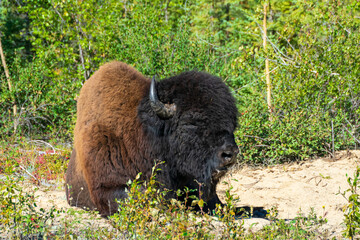 Wood Bison in Wood Bison National Park, Canada © TSchofield
