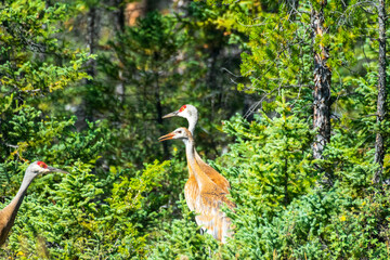 Sane Cranes seen in Northwest Territories, Canada