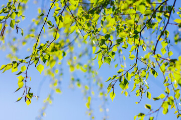 in spring, young leaves bloom on the birch. blooming birch. strong allergen