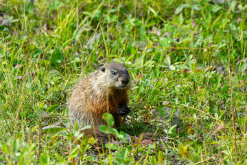 Naklejka na ściany i meble Marmot in meadow in Wood Bison National Park, Canada