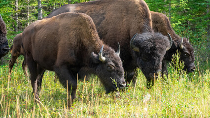 Wood Bison in Wood Bison National Park, Canada