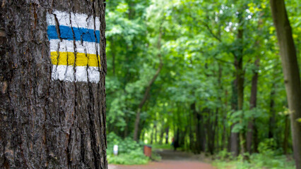 Oznaczenie żółtej oraz niebieskiej drogi rowerowej na pniu drzewa. W tle fragment leśnej trasy - obrazy, fototapety, plakaty