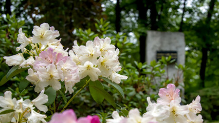 kwiaty różanecznika na tle  fragmentu pomnika w leśnym parku pamięci ku czci ofiar II wojny światowej - obrazy, fototapety, plakaty