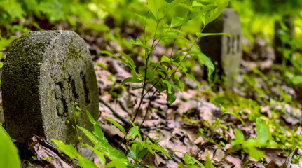 Kamienie nagrobne w leśnym parku pamięci ku czci ofiar II Wojny światowej