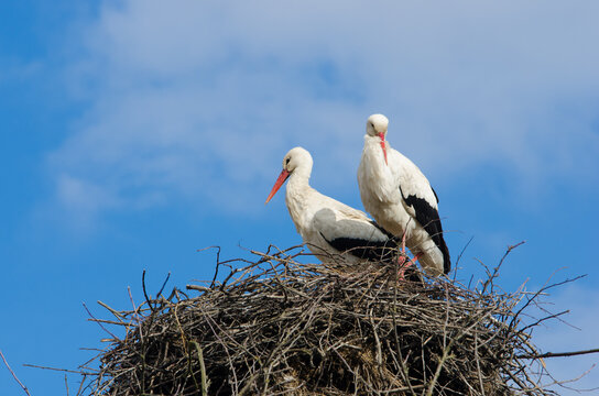 A family of storks in the nest waiting for the birth of chicks