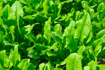 家庭菜園のほうれん草