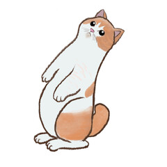 Orange cat standing on 2 legs