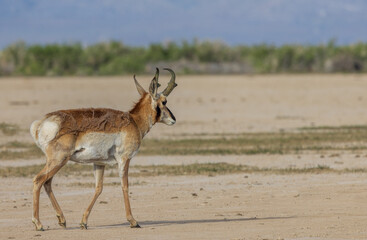 Pronghorn Buck in the Utah Desert in Springtime