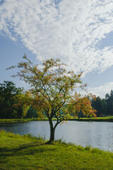 Fototapeta na wymiar Pojedyncze drzewo nad parkowym jeziorem