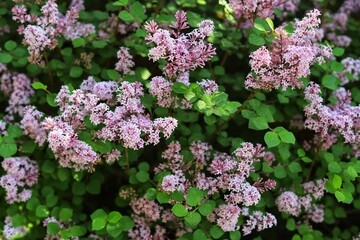 Fototapeta premium Syringa meyeri Palibin, Korean lilac. Lilac pink flower, flowers bunch.