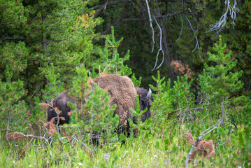 American Bison in the field of Yellowstone National Park, Wyoming
