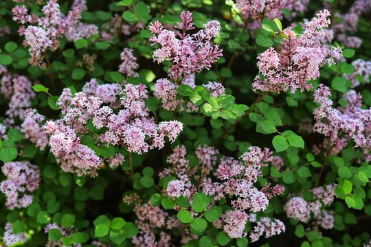 Syringa meyeri Palibin, Korean lilac. Lilac pink flower, flowers bunch.