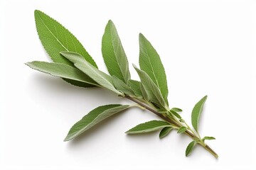 Obraz premium branch with leaves isolated on white background Generative AI