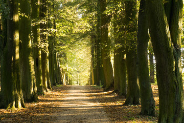 Parkowa droga między starymi, dużymi drzewami