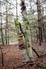A fungus is a parasite that grows on a tree.