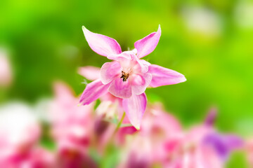 Field flowers. Natural background of wild flowers. Small depth of field. Selective focus