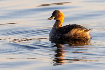 Little Grebe (Tachybaptus ruficollis capensis) (Kleindobbertjie) in Rietvlei Nature Reserve