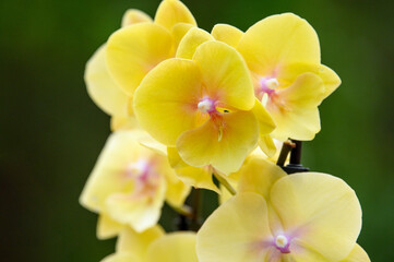 yellow orchid flowers close up outdoors