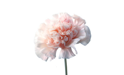 Flor clavel. Flor rosa. Flores. Sobre fondo transparente. Composición floral creativa. Colores pastel. Archivo png. Generado con IA