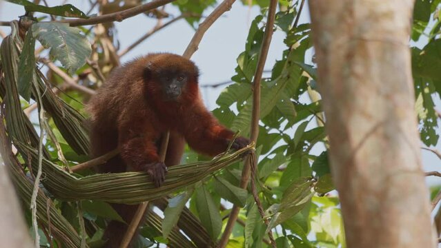 Titi monkey feeding on an ice cream bean in the Amazon rainforest