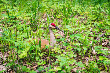 Sandhill Crane on the nest