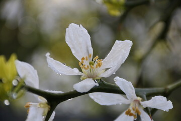 Weiße Blüten am Strauch einer Bitterorange im Garten mit Regentropfen
