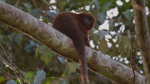 Titi monkey on a branch in the Amazon rainforest