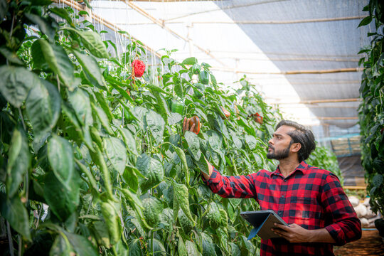 Portrait of Asian farmer, smart farming, agriculture and organic farming using tablet, studying the development of bell peppers in a greenhouse farm.