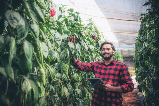 Portrait of Asian farmer, smart farming, agriculture and organic farming using tablet, studying the development of bell peppers in a greenhouse farm.