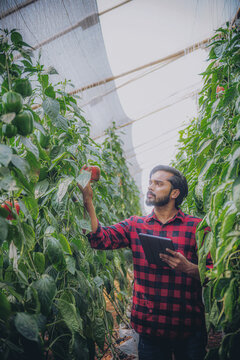 Portrait of Asian farmer, smart farming, agriculture and organic farming using tablet, studying the development of bell peppers in a greenhouse farm.