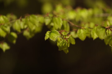 Budding leaves of the beech in spring