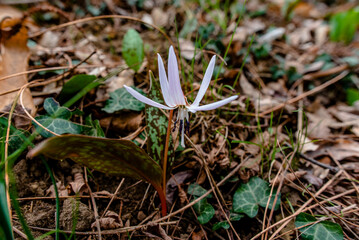 2023 03 11 Vallonara Erythronium dens-canis