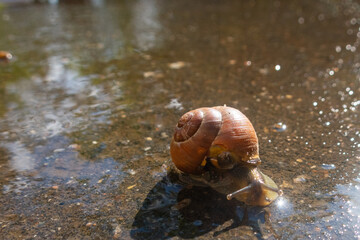 Snail on wet asphalt after rain