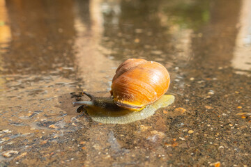 Snail on wet asphalt after rain, close-up