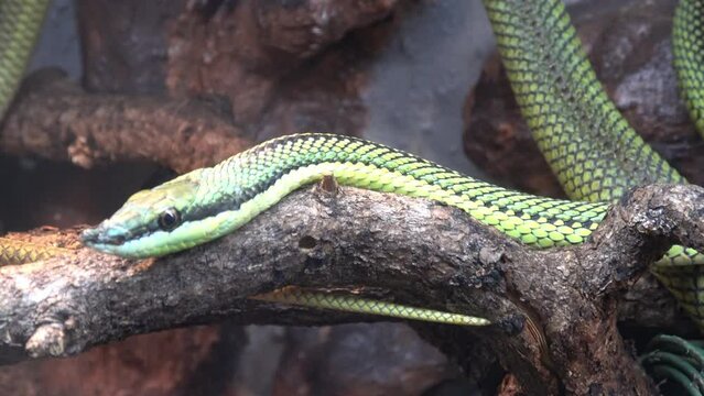 Baron's green racer Philodryas baroni