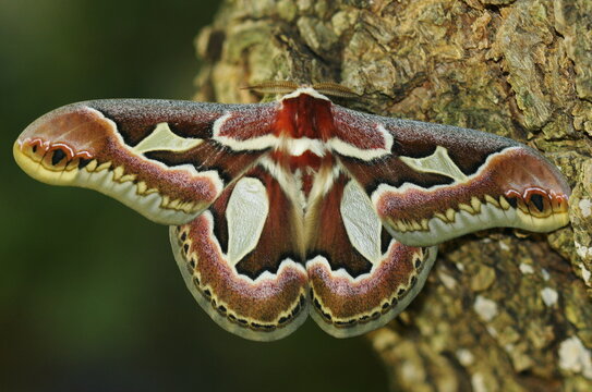 Rothschildia jacobaeae
