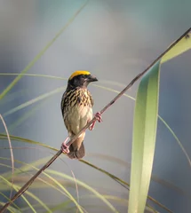 Tuinposter Streaked weaver is a species of weaver bird found in South Asia  in the countries of Bangladesh, Bhutan, Cambodia, China, Egypt, India, Indonesia, Myanmar, Qatar and United Arab Emirates. © Tareq
