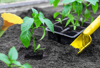Farmer planting pepper seedling from cassette in organic garden