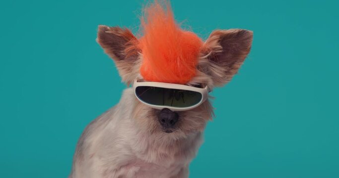 cute little yorkie dog with orange punk wig and snow glasses sitting and looking around in front of blue background