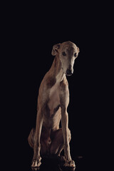 Fototapeta na wymiar humble english greyhound dog with thin legs sitting and looking down