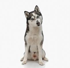 sweet little husky dog looking forward and sitting