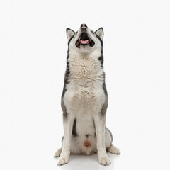 eager husky puppy sticking out tongue and panting while looking up