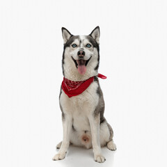 happy husky wearing red bandana around neck sticking out tongue
