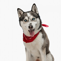 beautiful husky with red bandana sticking out tongue and panting
