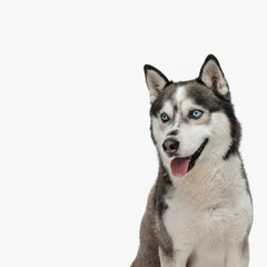 cute husky looking away and sticking out tongue while sitting